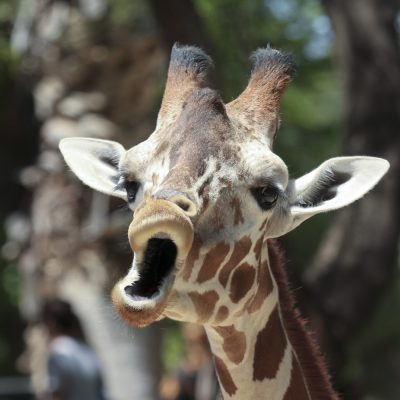 A Giraffe Looks Like It's Singing