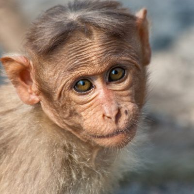 Baby Bonnet Macaque Portrait