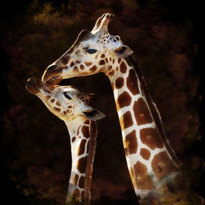 Watercolor Image Of Giraffes