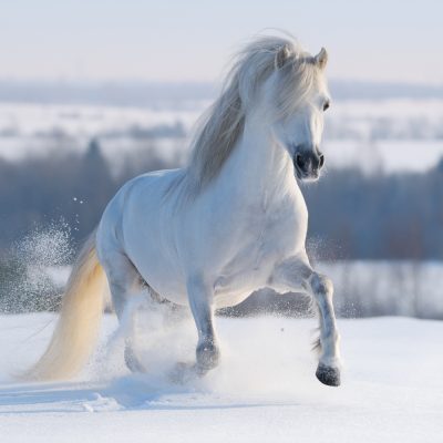 Galloping white horse