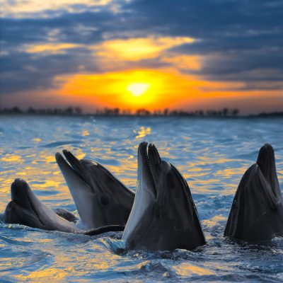 dolphins