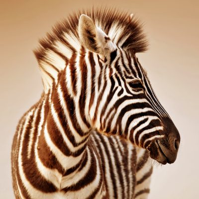 Zebra portrait